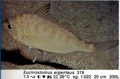 Eucinostomus argenteus